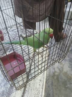 green parrot