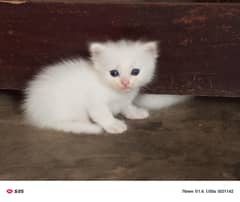 Persian