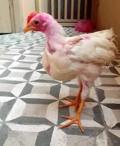 2 Shiva Chicks full Active for sale