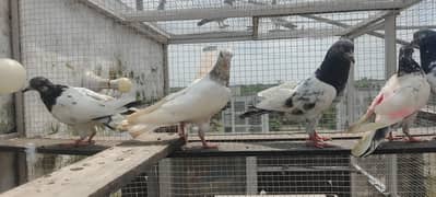 Piegons
