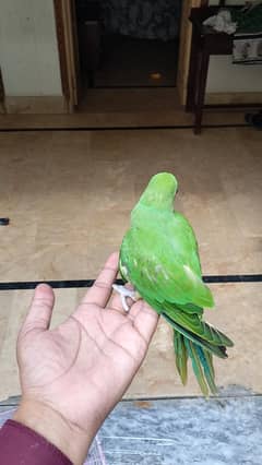 chick for sale and exchange