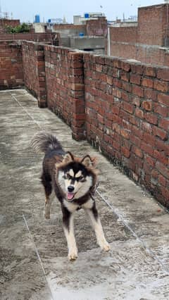 Siberian Husky Female 7Months dog Urgent for sale
