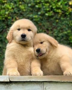 golden retriever puppies 03180358425