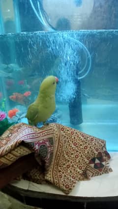 green parrot