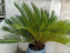 kangi palm