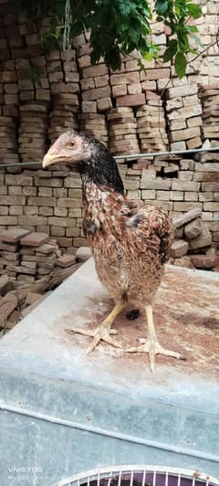 Aseel 1 male, 3 female