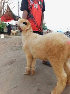 chatra