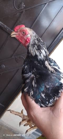 Aseel hen For sale