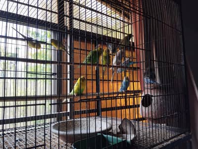 budgie