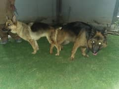 Germen Shepherd puppy male