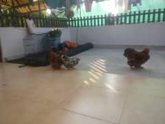 Cochin Bantum Pure Breed