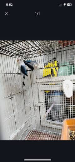 Parblue lovebirds active pair for sale