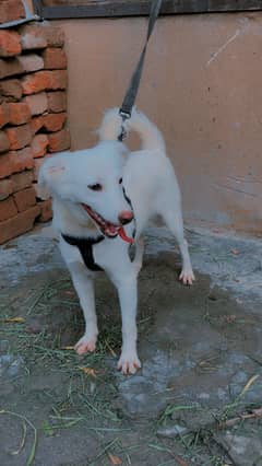 Full healthy and active russian female trained family dog