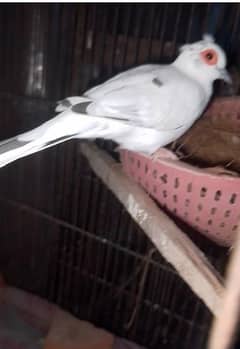 diamond pied dove available