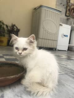 Persian
