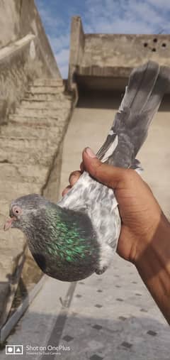 High Flyer Pigeon Pair /Zeera Pair / zerra Golden