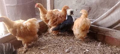 golden hen