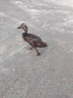 duck for sale