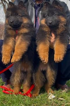 German Shepherd Puppies My WhatsApp No 0323<87=14>135