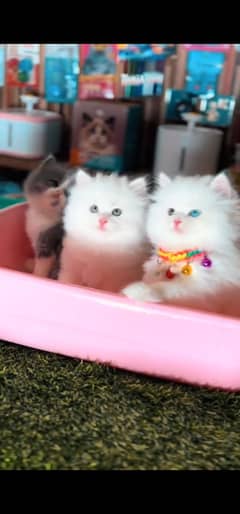 blue eyes white Persian kitten|Triple long coat |WhatsApp. 03250387943