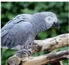 Gray parrot / sun cnore  required 1 to 2 year