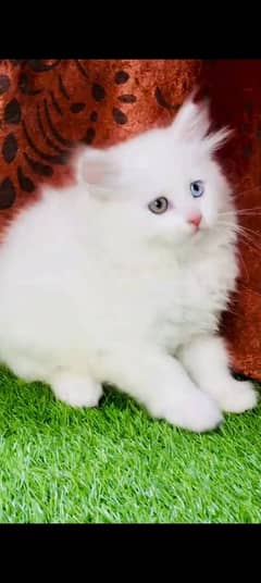 Persian kitten | triple long coated Kittens |  03407399480 WhatsApp