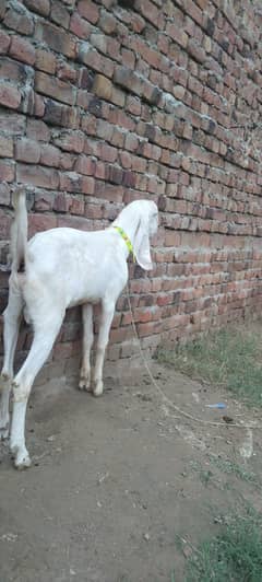 Rajan pori golabi Bakra for sel