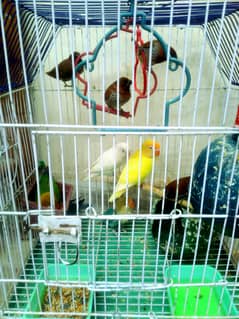 parrot
