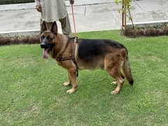 German Shepherd Pedigree