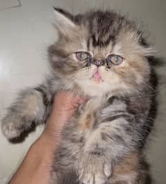 Peke
