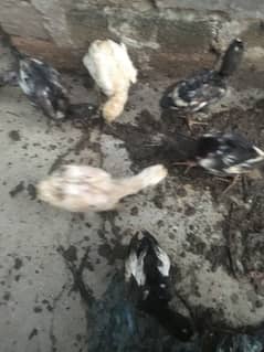 Aseel chicks