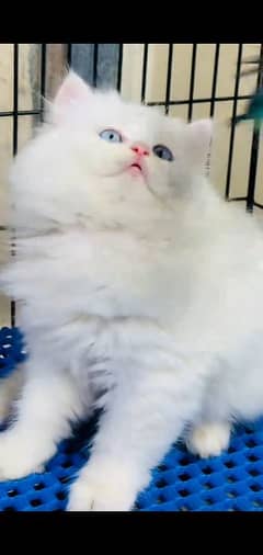 Persian kitten | triple long coated Kittens |  03407399480 WhatsApp