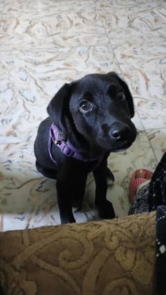 HEALTHY AND CUTE LABRADOR RETRIEVER PUPPY FOR SALE