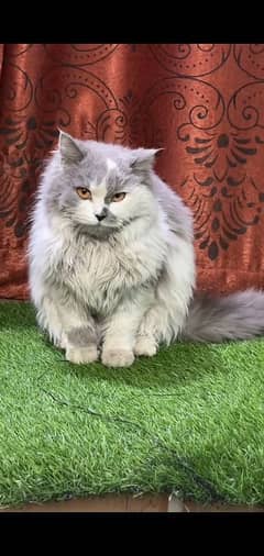 Persian kitten | triple long coated Kittens |  03407399480 WhatsApp