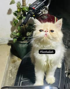 Cfa bloodline peki female kitten cat