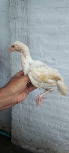 Heera