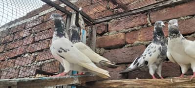 Sialkoti goldan taddi cheenay Parvazi kabotar for sale.