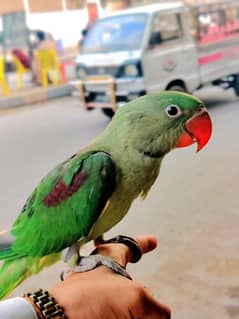 Pahari