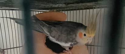 cocktails