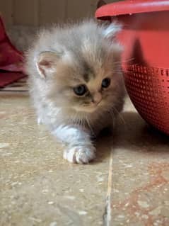 *Persian kittens, fluffy, playful, loving and cuddly for paid adop! *