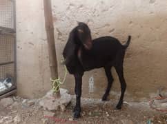 bakri for sell
