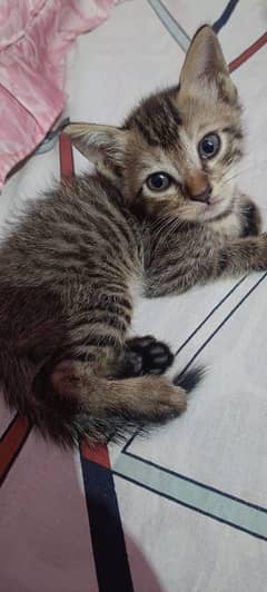 keten