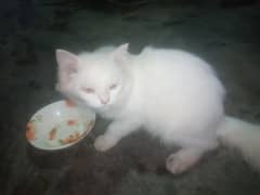 White persian cat