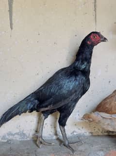 Aseel female