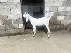 Bkra
