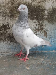 breeder kabutar 2500 per piece final pigeon