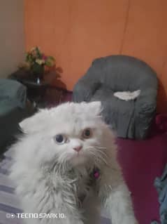 cat parsian