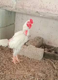 Heera/Hera/Hira (ko-shamo 1 male 3 female set) available for sale