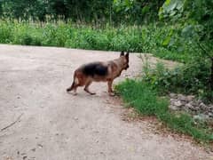 female German Shepherd breeder female 03139827918
