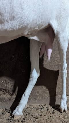 Desi bakri
